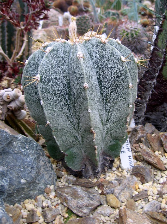 Astrophytum